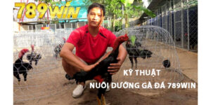 kỹ thuật nuôi dưỡng gà đá 789 win