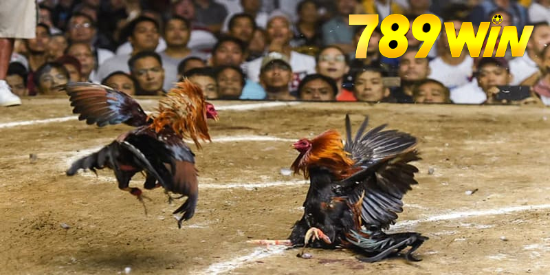 Chiến Kê Tại 789WIN
